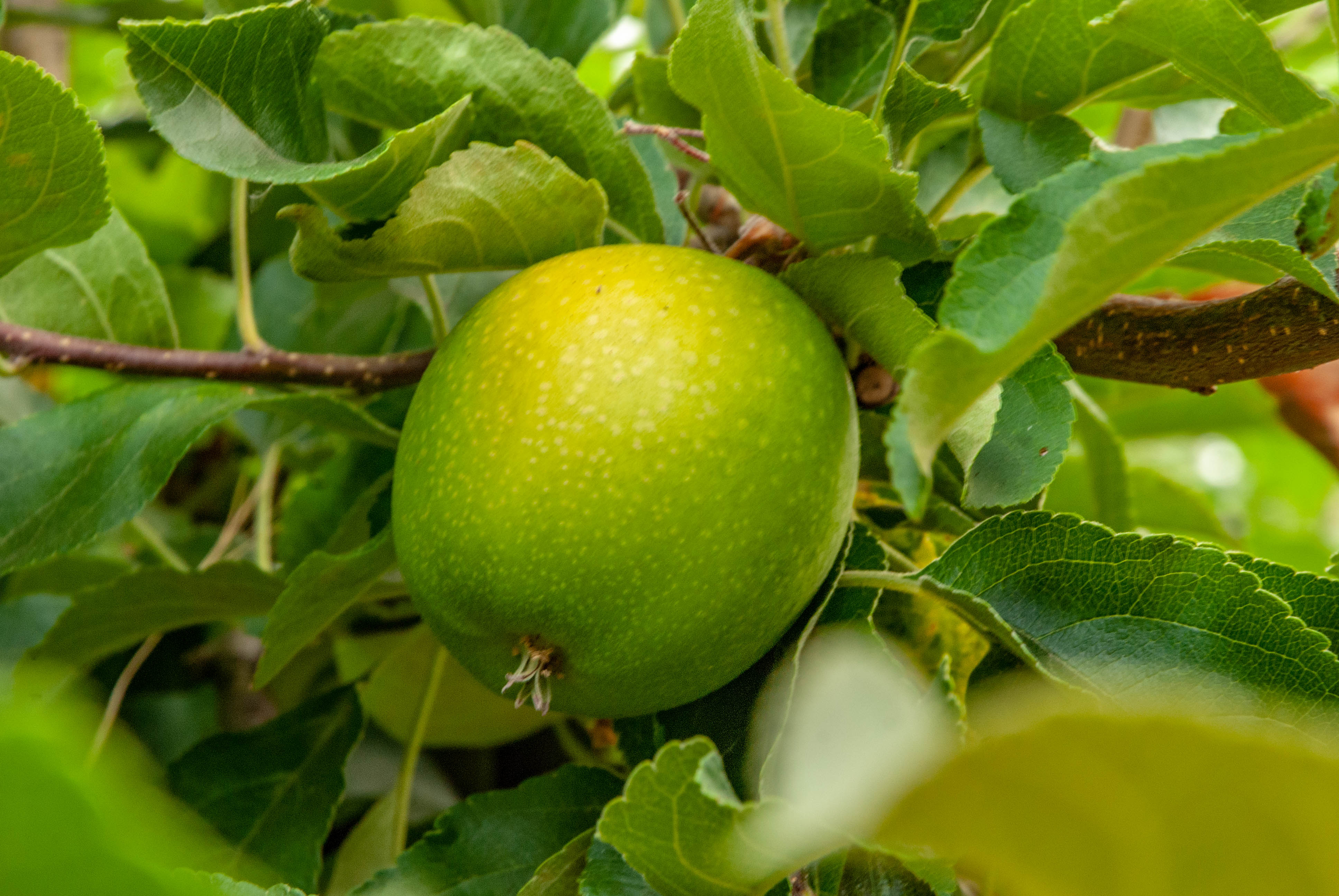 A green apple still on the tree