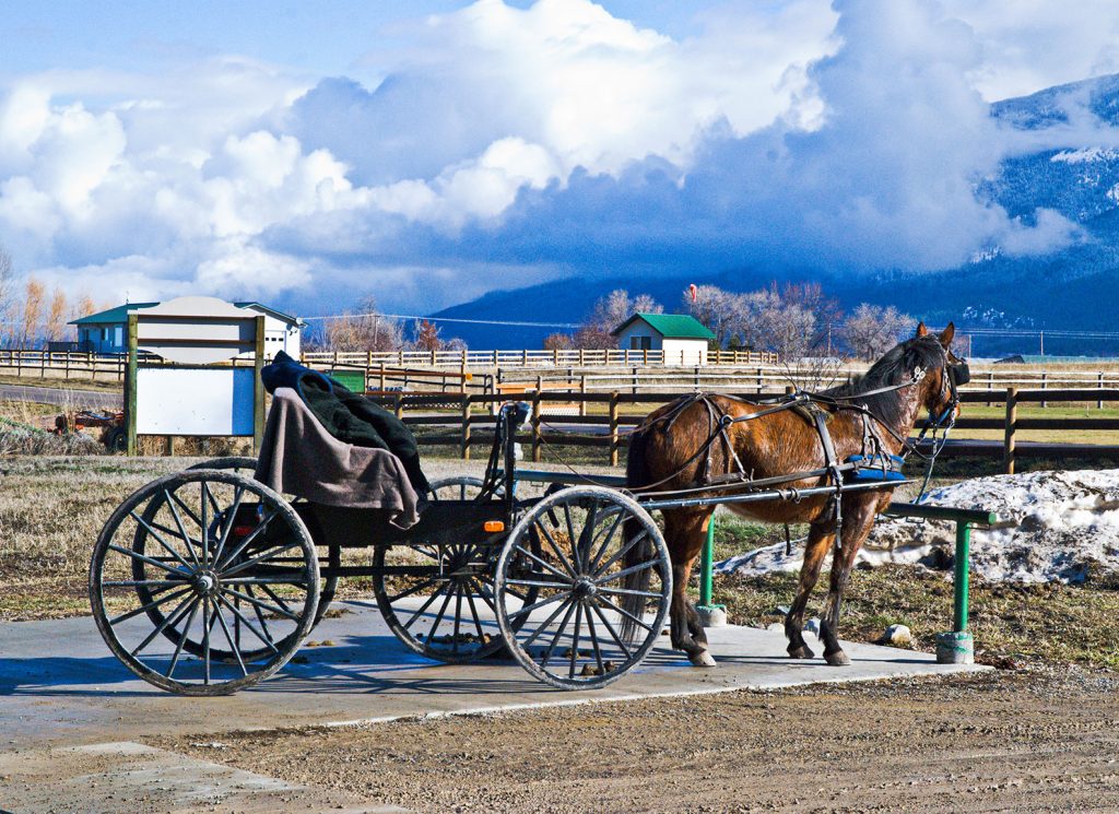 Amish Buggy and Horse at hitching post