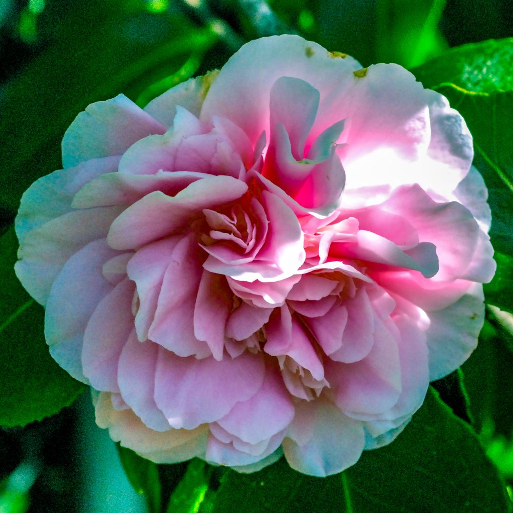 A pink double hybrid camellia blossom