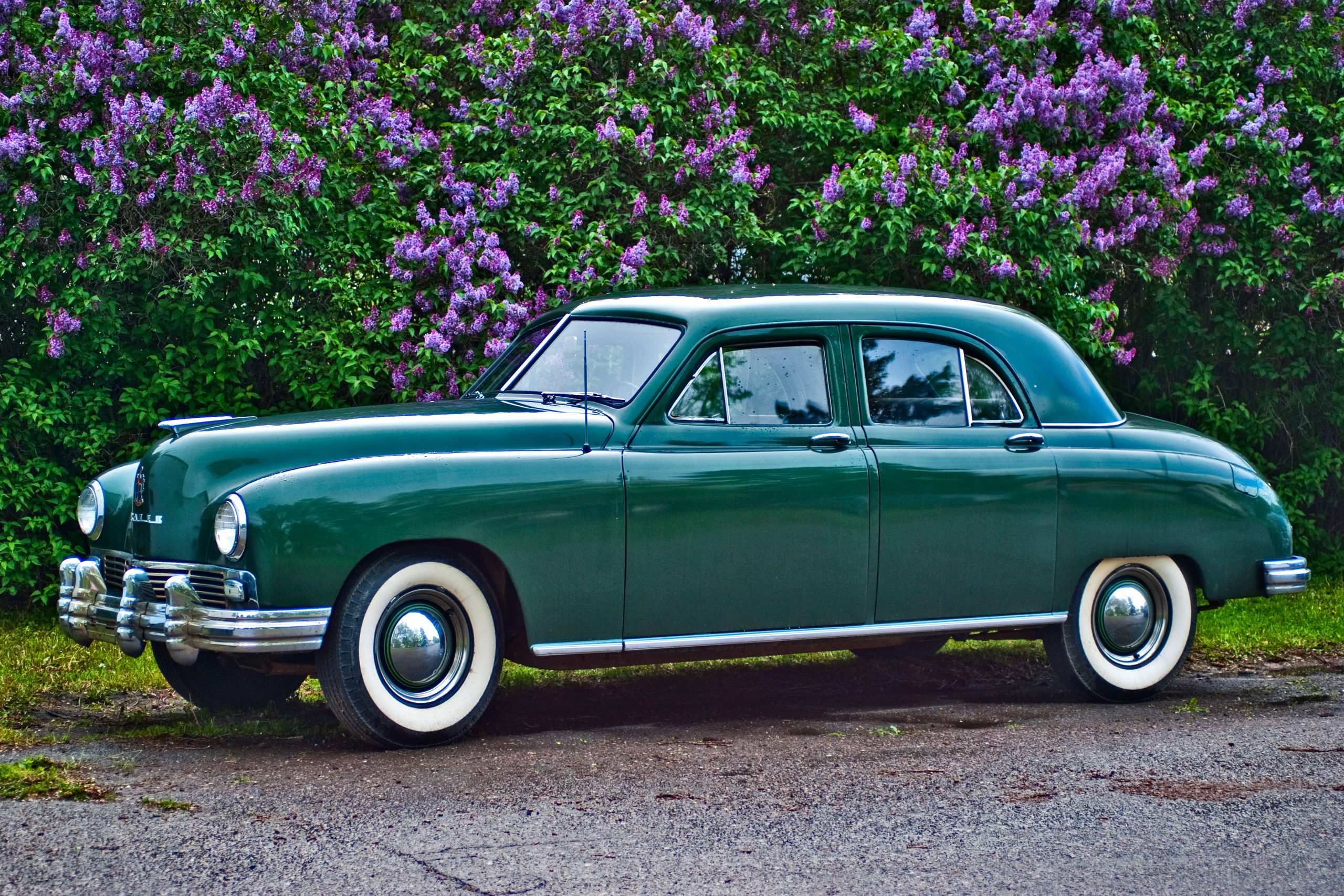 a green 1948 Frazer Standard sedan in front of a lilac hedge in full bloom.