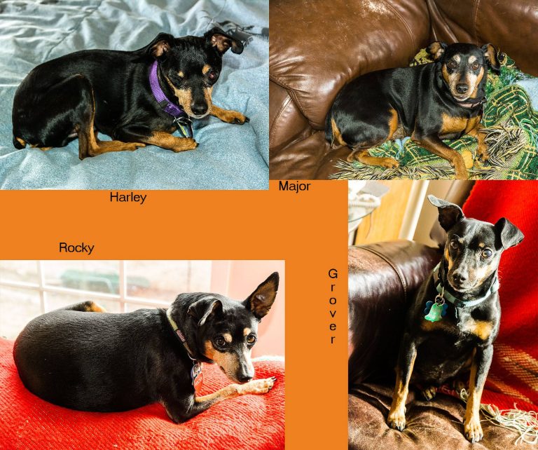 Four individual photos of male MinPin (Miniature Pinscher) dogs