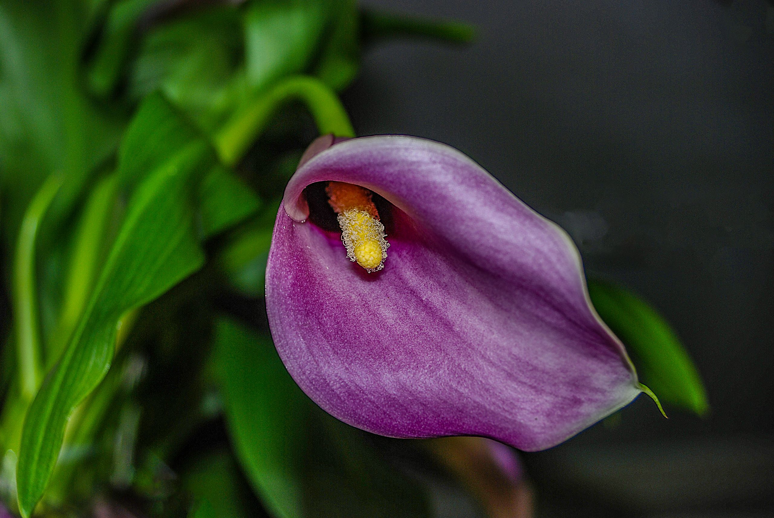 a purple calla lilly blossom