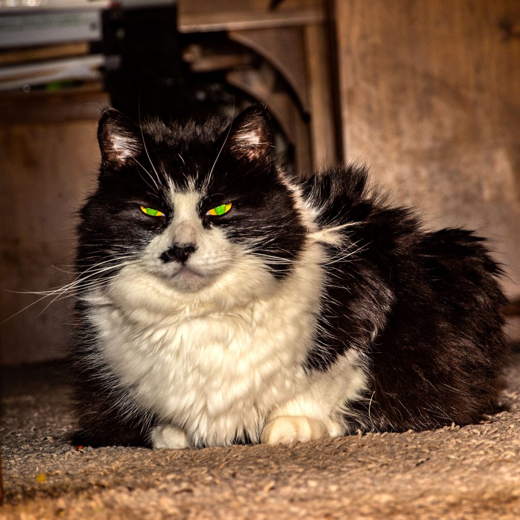 a black and white "tuxedo" cat