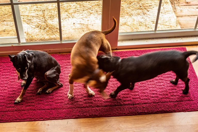 Three Dogs Playing at Home