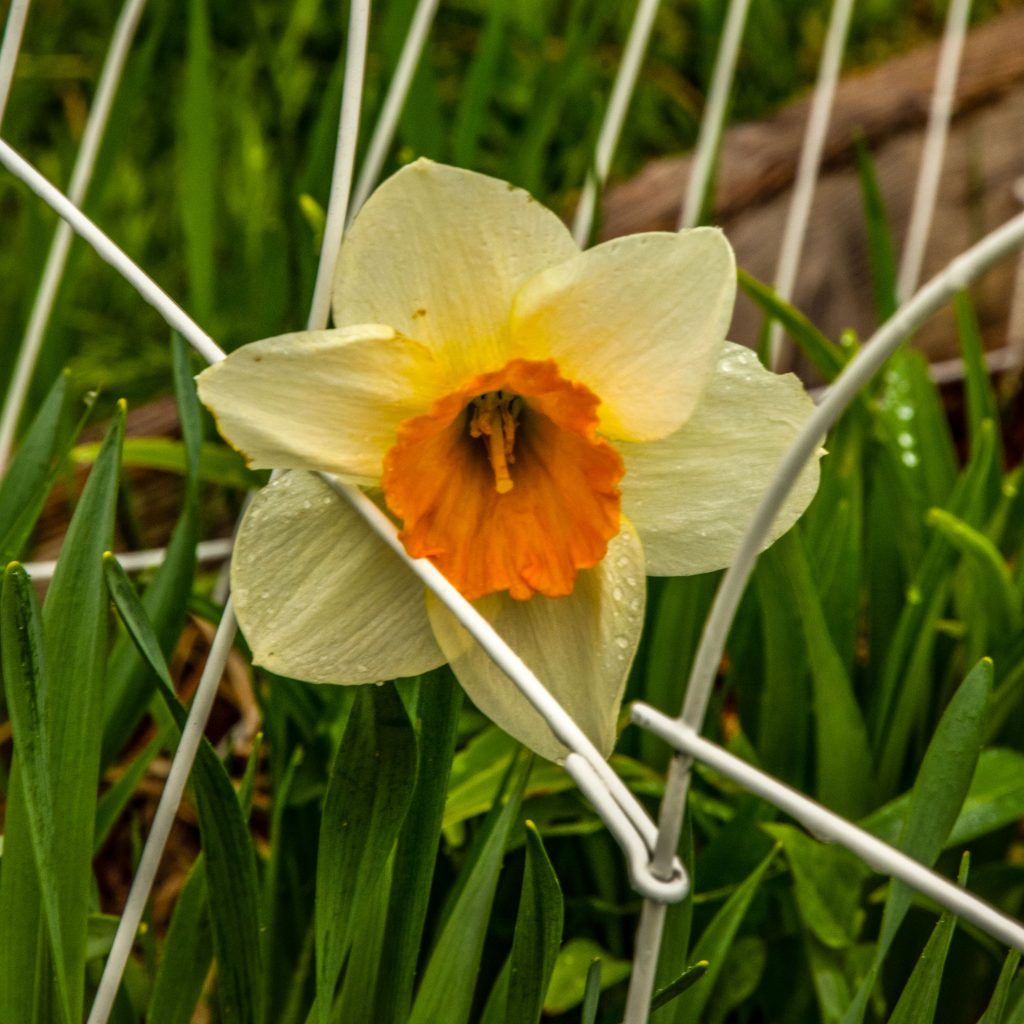 A purposefully underexposed daffodil