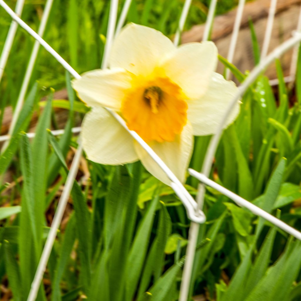 overexposed daffodil for bracketing