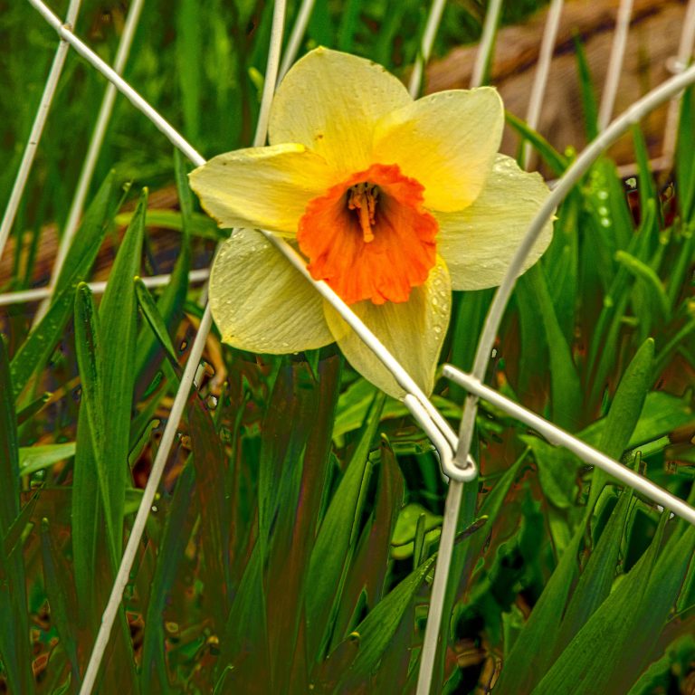 An HDR image of a daffodil--bracketing like Poppa Never Did