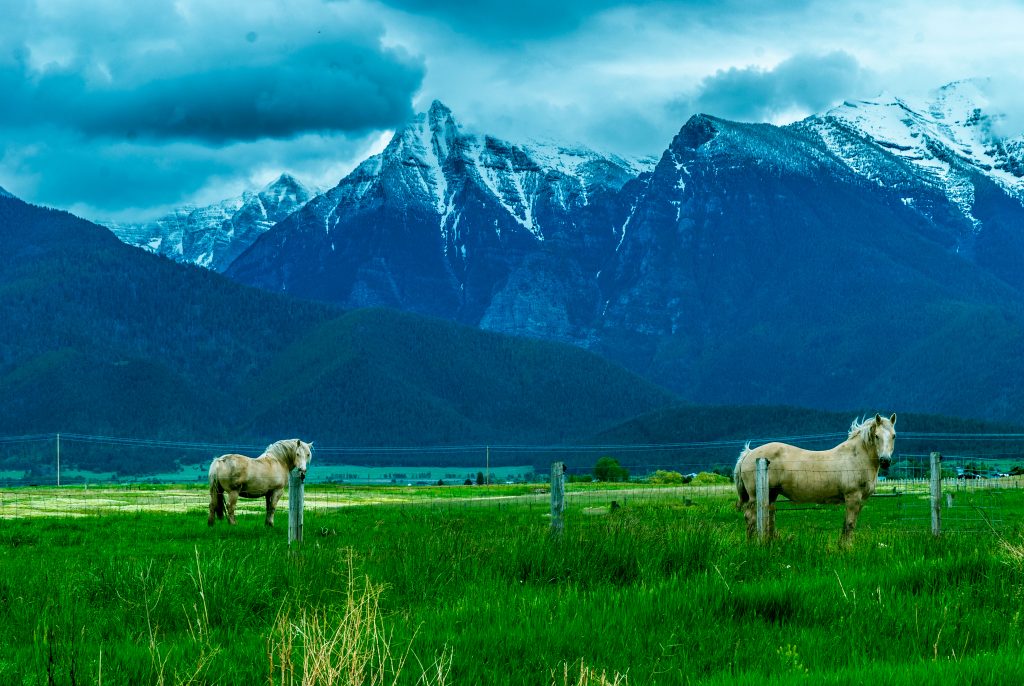 American Cream Draft Horses in a field before the Mission Mountains