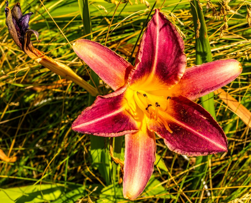 A day lily growing in my flower beds.