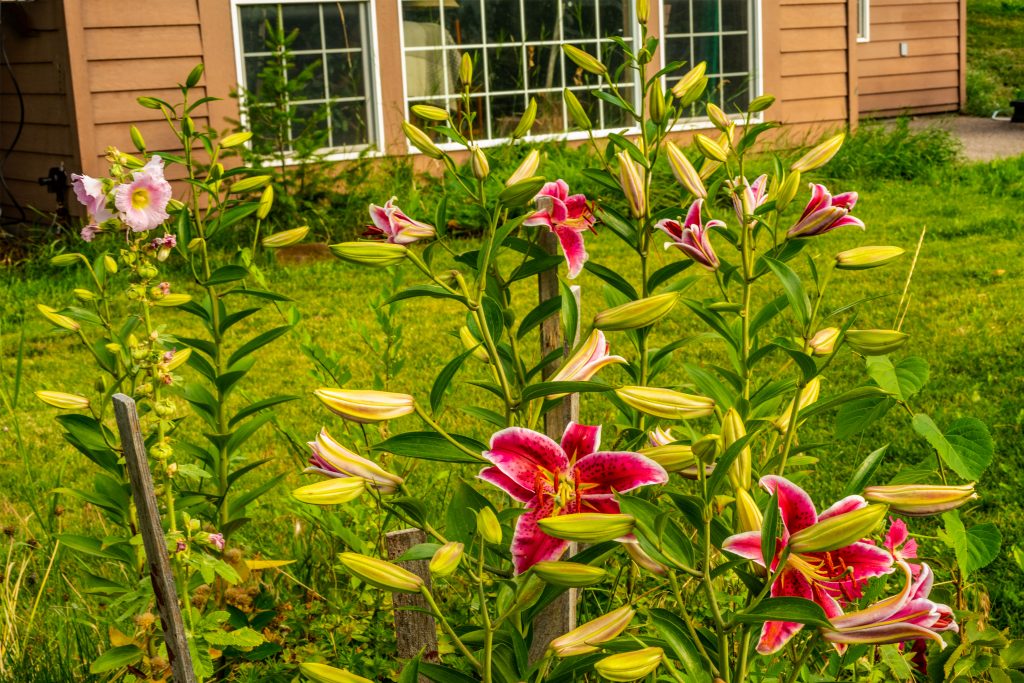 A flower bed with stargazer lilies and one hollyhock.