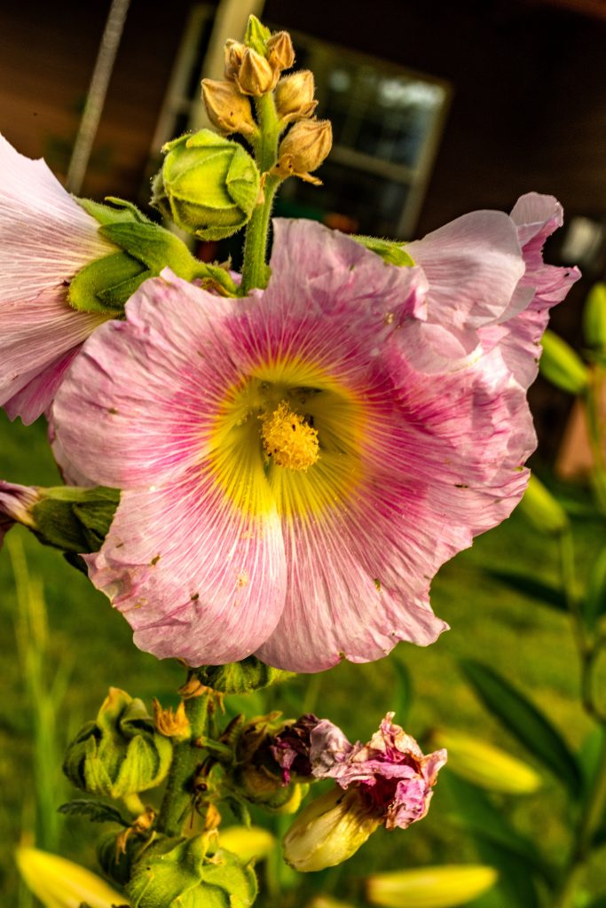 A single hollyhock in pink.  The last of today's roses, and lilies, and hollyhocks, oh my!