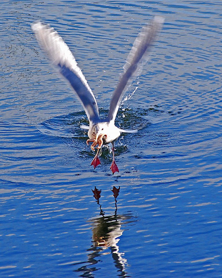 Seagull rising from the water