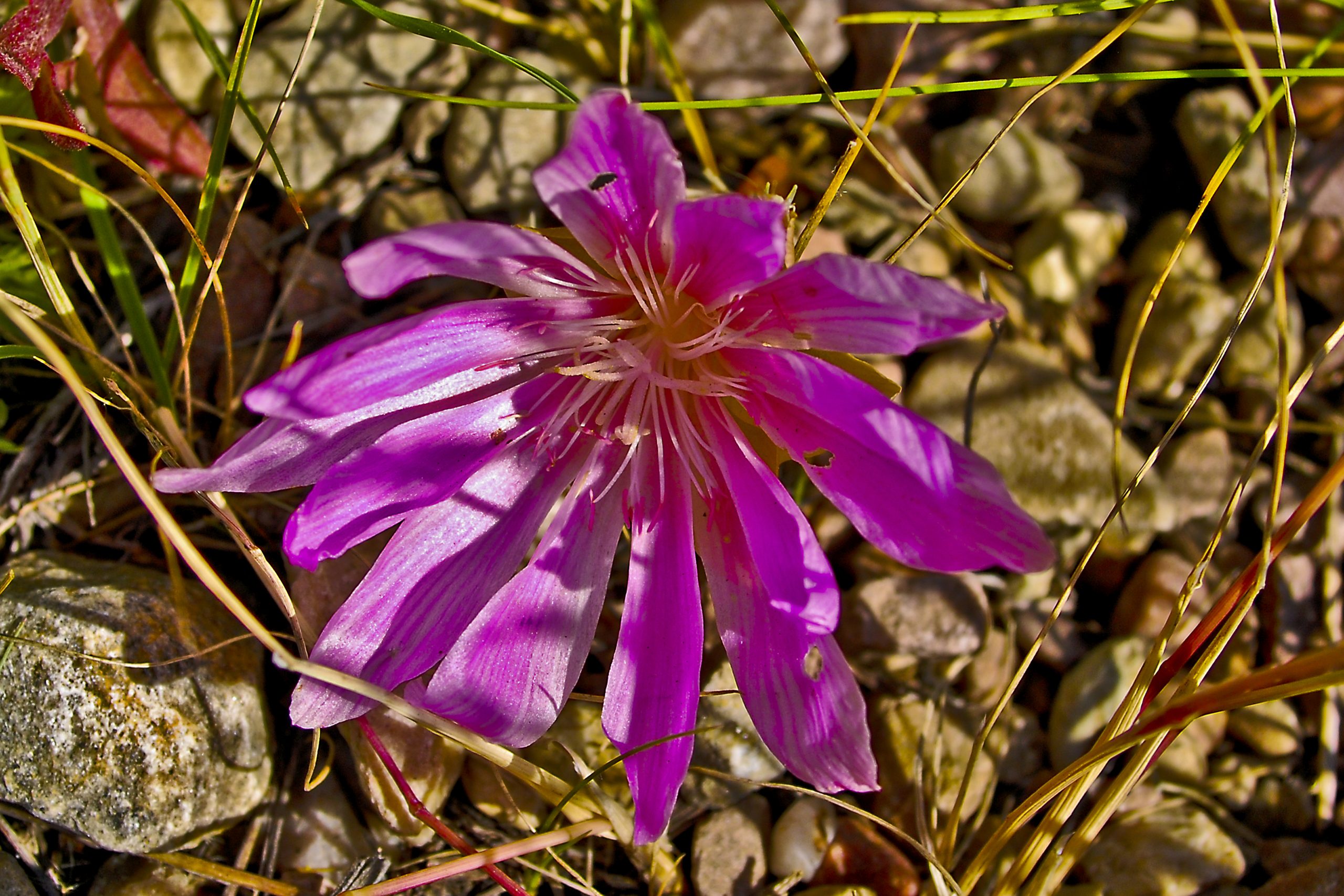 The Bitterroot Flower, a Montana Glory of the West