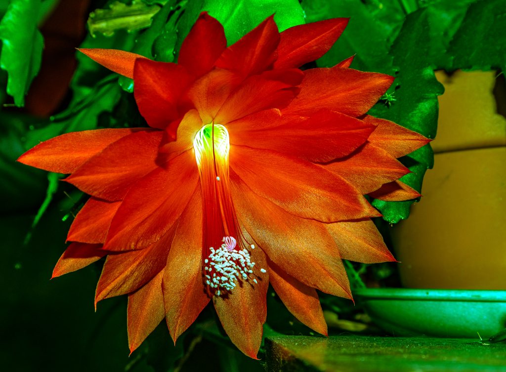 A bright red orchid cactus in bloom for Christmas.  Link takes you to my RedBubble sales gallery.