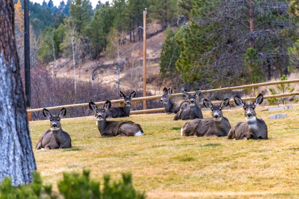 A herd of Mule Deer lying in the grass