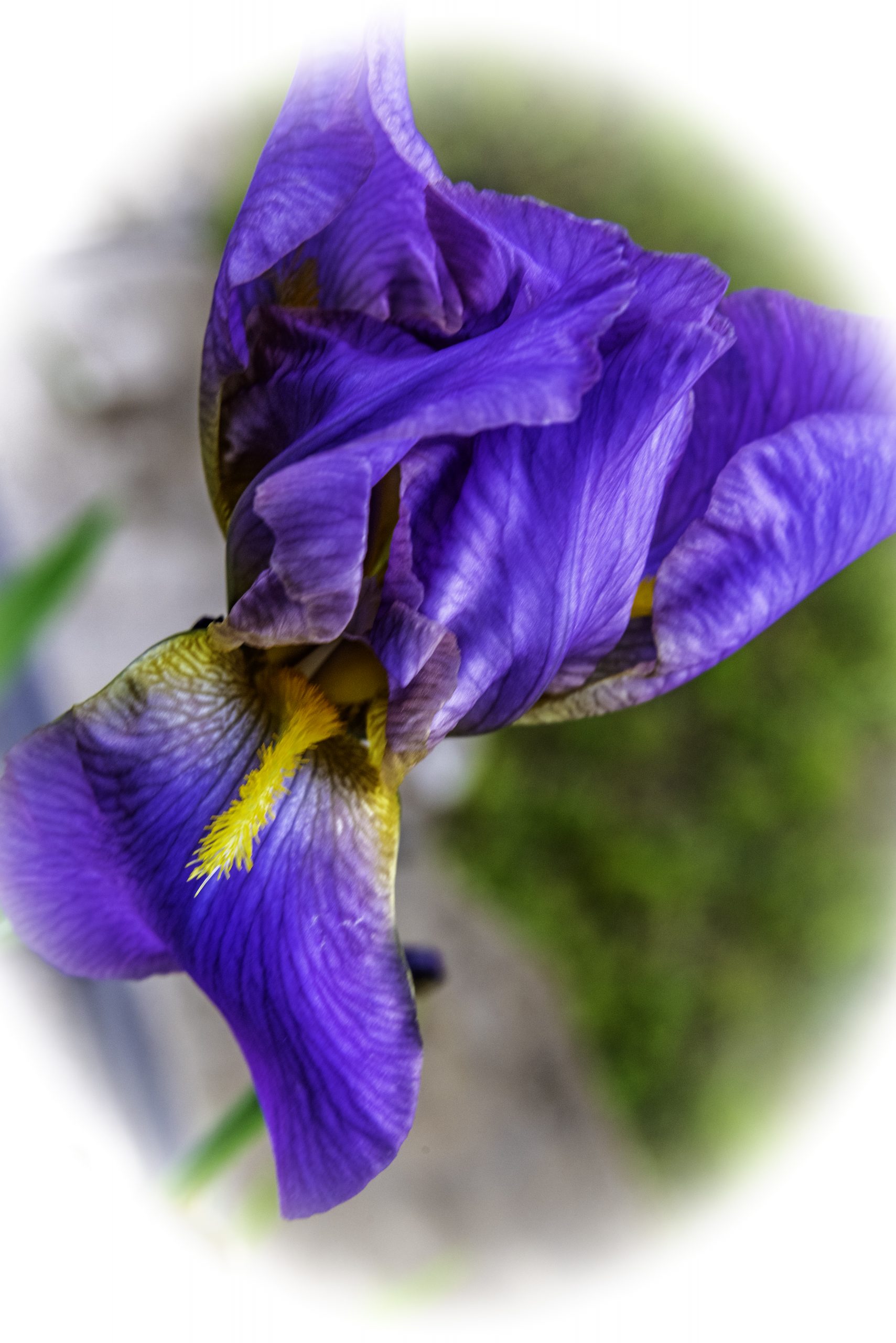 a light purple iris in bloom