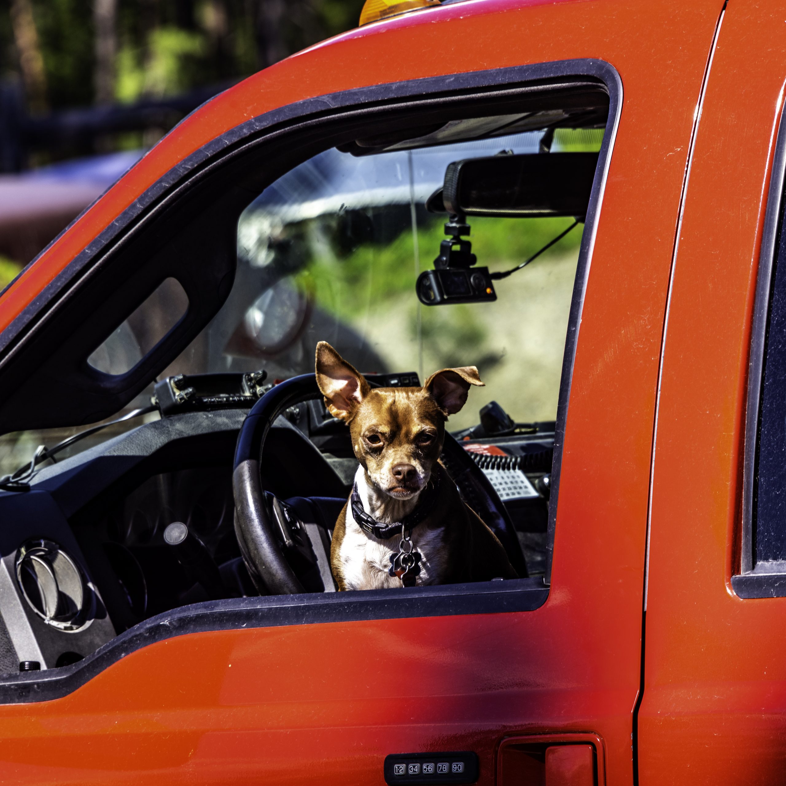 A red and white chihuahua cross in the driver's side window of a Ford F350
