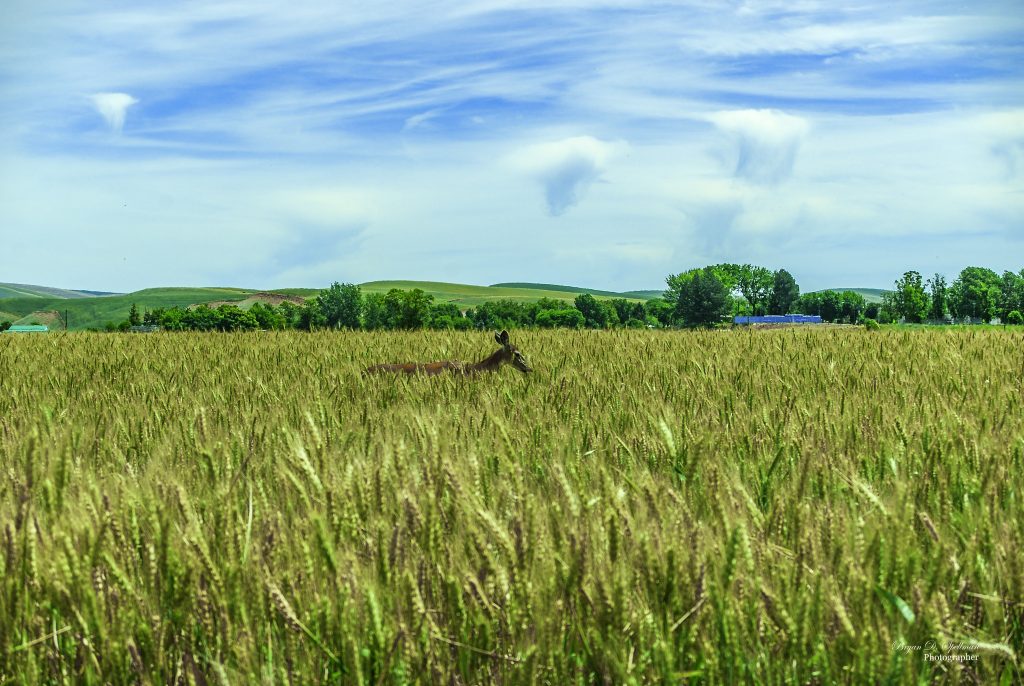 Columbia County farmland with a deer in a wheat field
