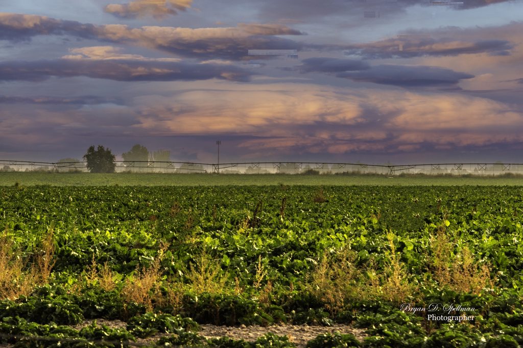 Potato fields in Twin Falls County
